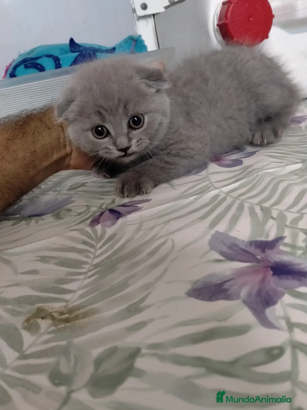 Scottish Fold gatos en venta: Gatitos scotish fould - Anuncio 2