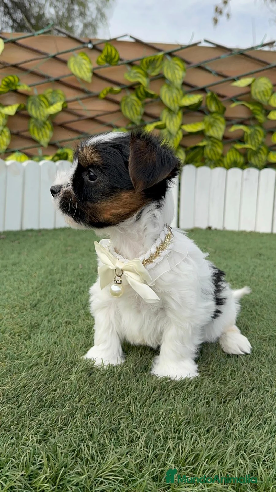 Yorkshire Terrier perros en venta: YORKSHIRE BIEWER - Anuncio 16