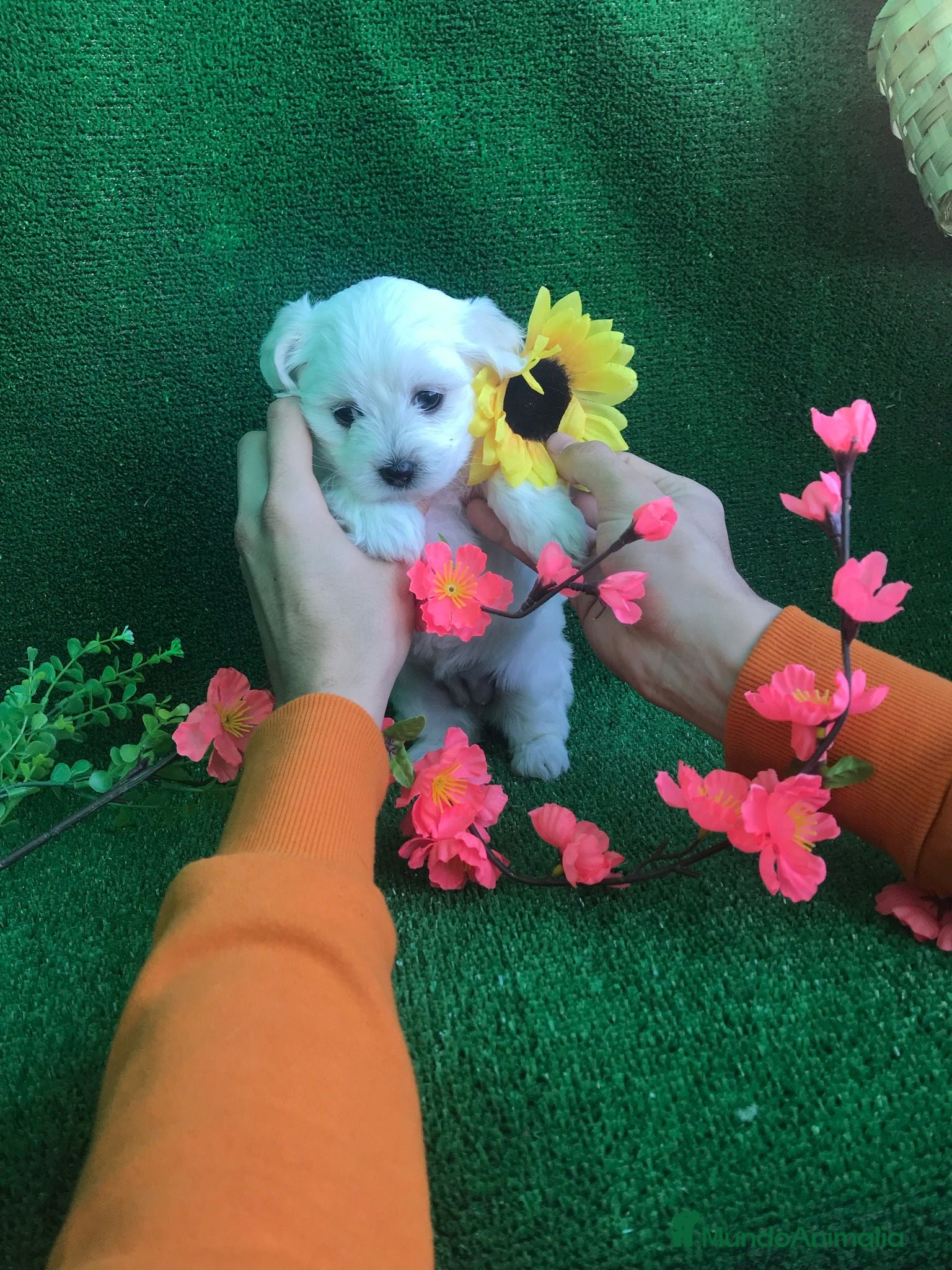 Bichón Maltés perros BICHON MALTÉS /// CACHORROS DISPONIBLES  - Anuncio 2