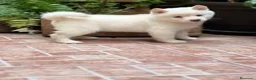 Shiba Inu perros en venta: shiba inu  - Anuncio 1