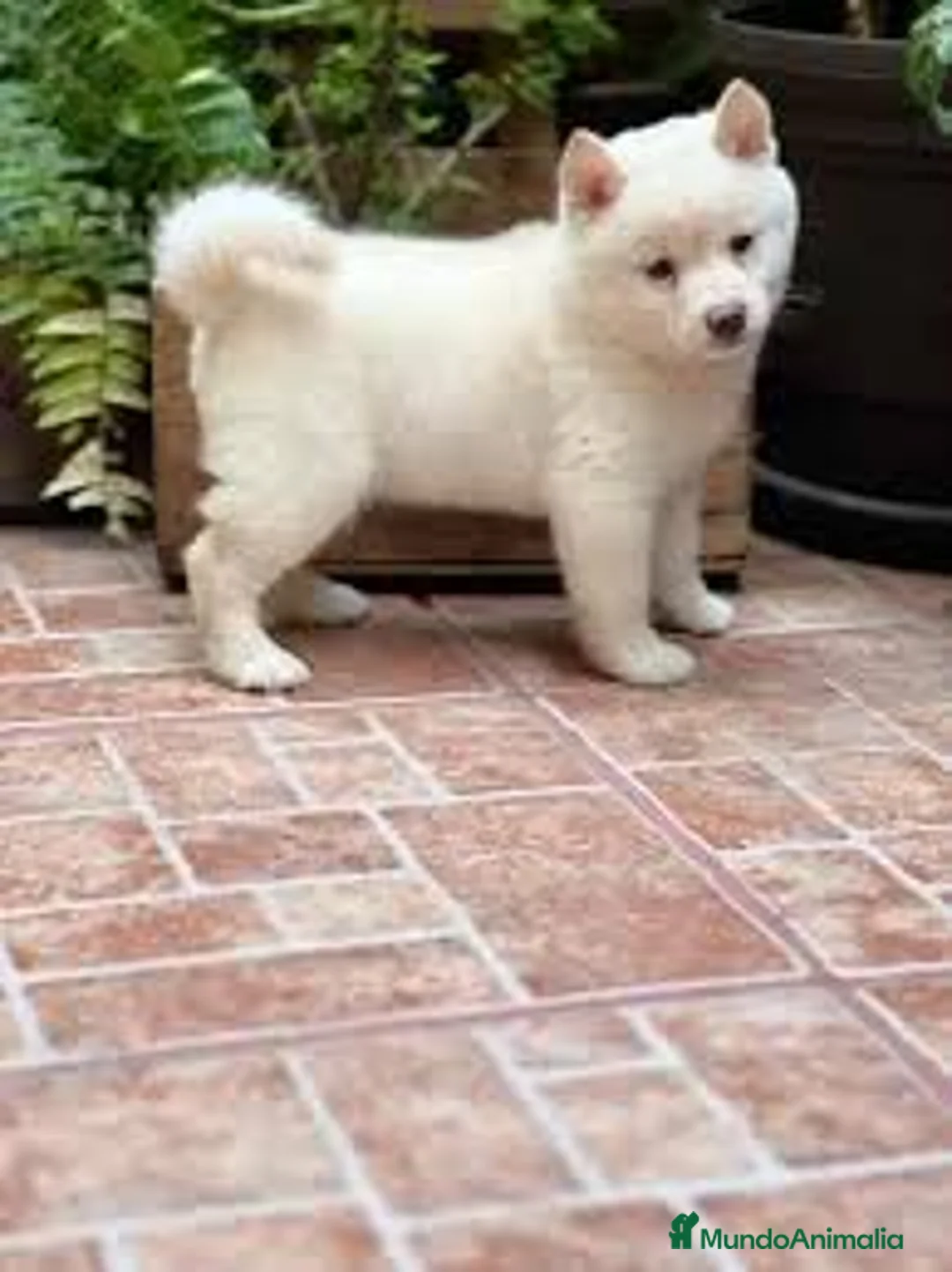 Shiba Inu perros en venta: shiba inu  - Anuncio 1