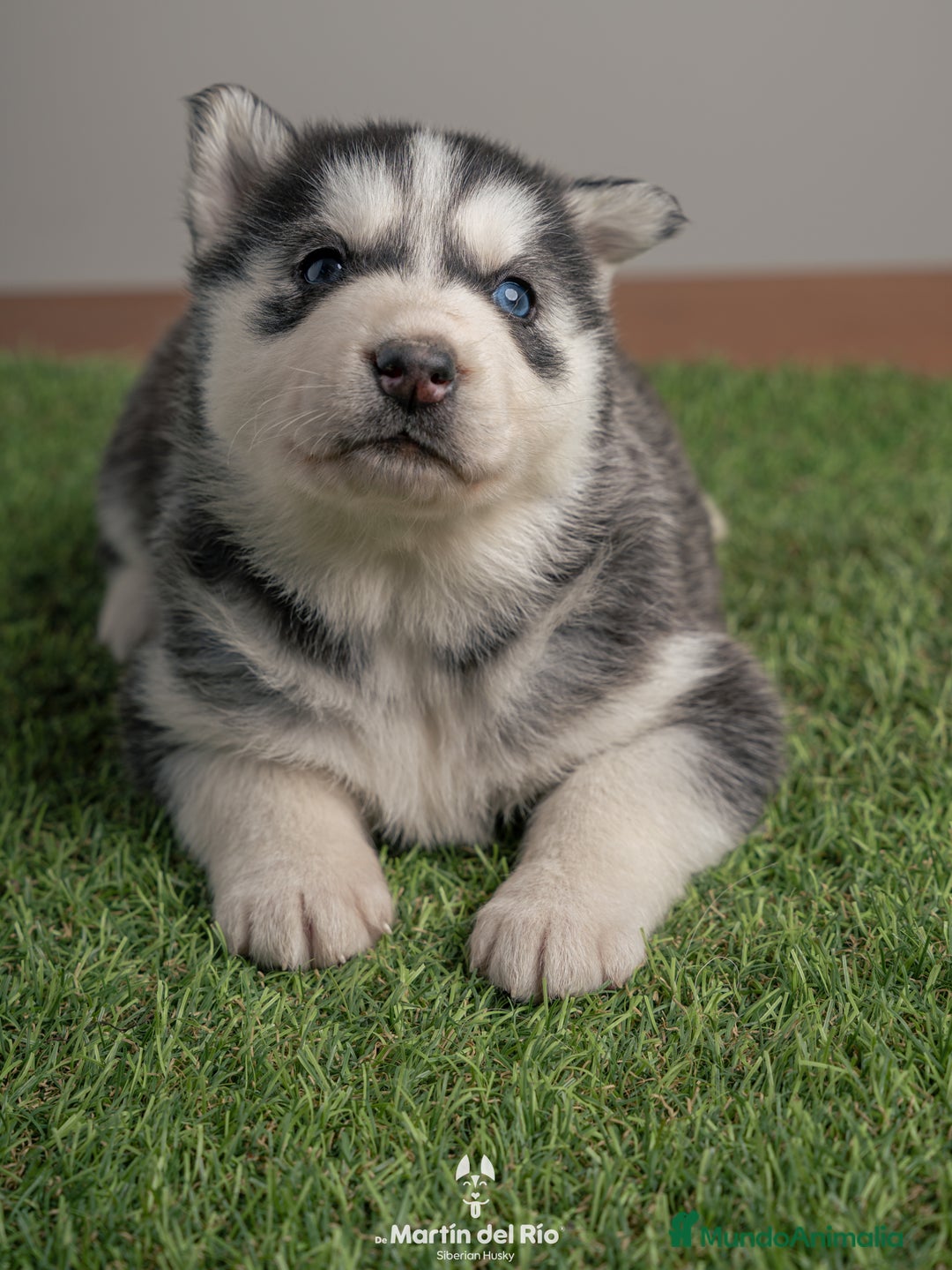 Husky Siberiano perros en venta: IDEAL CAMADA HUSKY - Anuncio 7