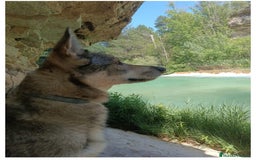 Perro Lobo Checoslovaco perros en adopcion: Perro lobo HERREÑO - Imagen 5