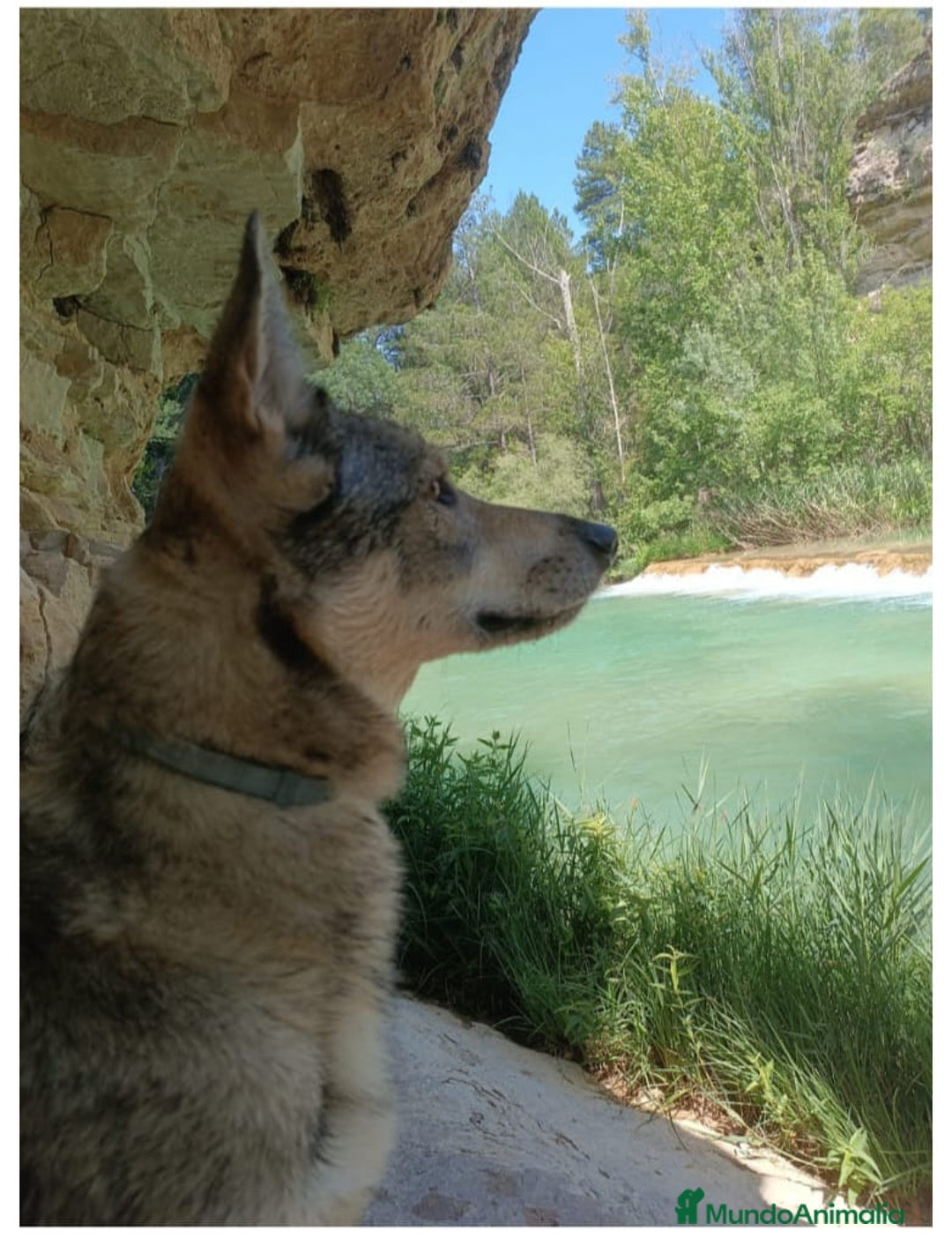 Perro Lobo Checoslovaco perros en adopcion: Perro lobo HERREÑO - Imagen 5