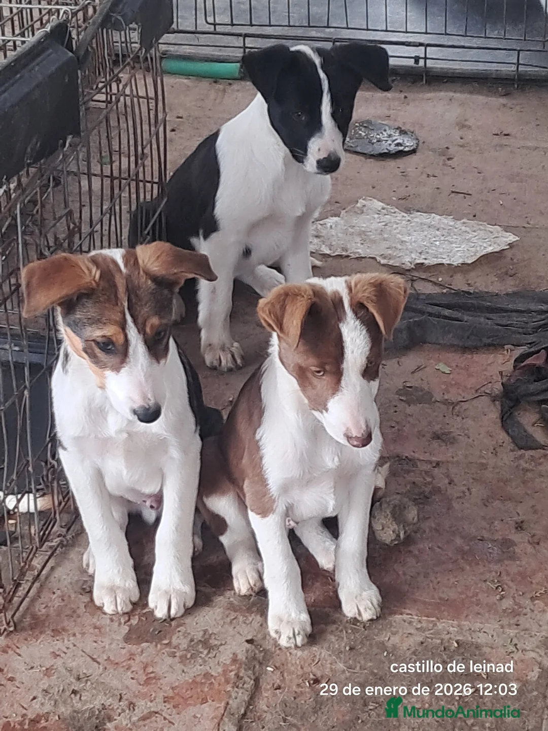 Border Collie perros en venta: Border collie  - Anuncio 2