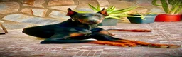 Dobermann perros en venta: Doberman  - Anuncio 1