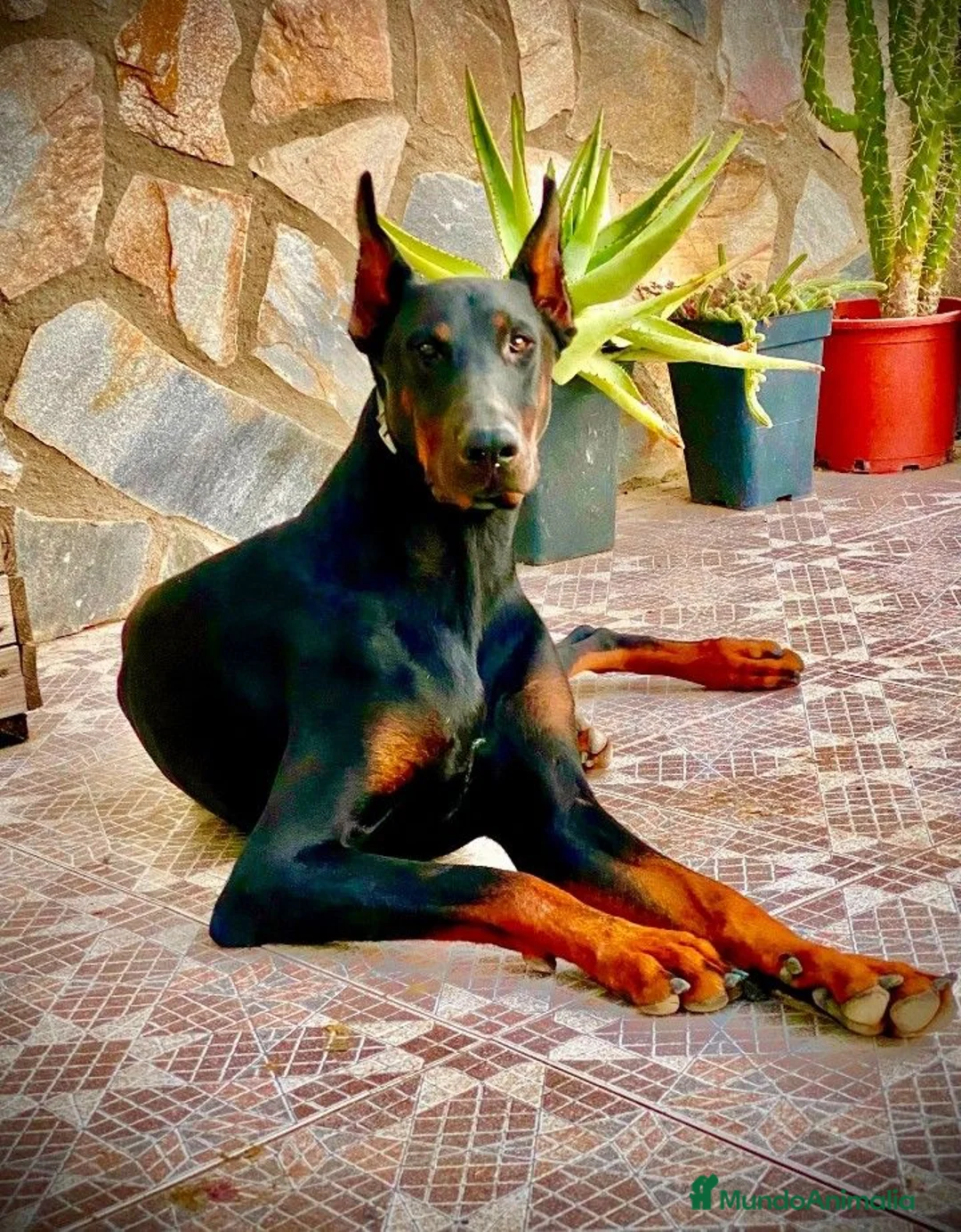Dobermann perros en venta: Doberman  - Anuncio 1