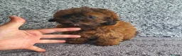 Maltipoo perros en venta: Maltipoo  - Anuncio 2