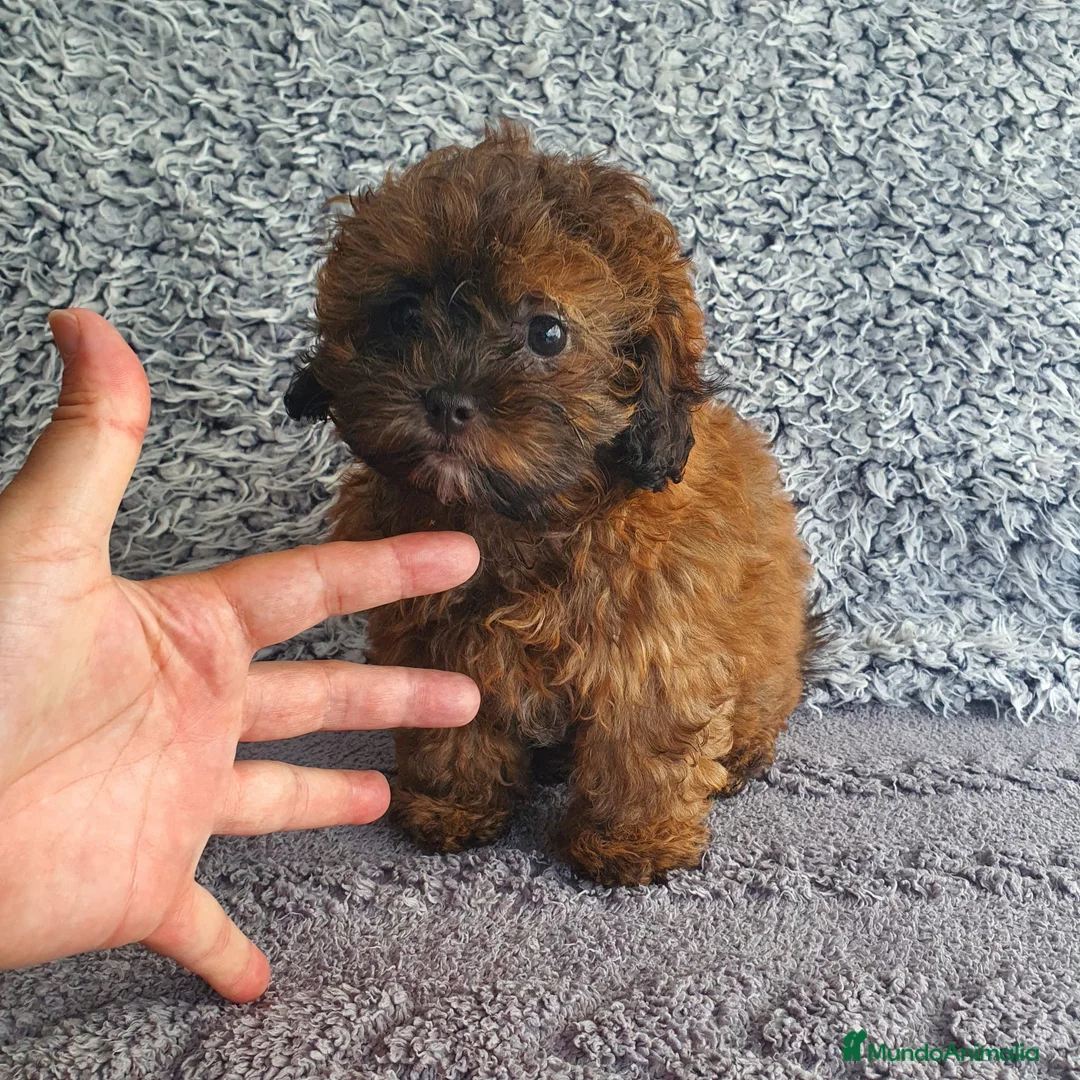 Maltipoo perros en venta: Maltipoo  - Anuncio 2
