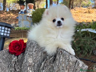 Pomerania perros Pomeranias - Anuncio 3