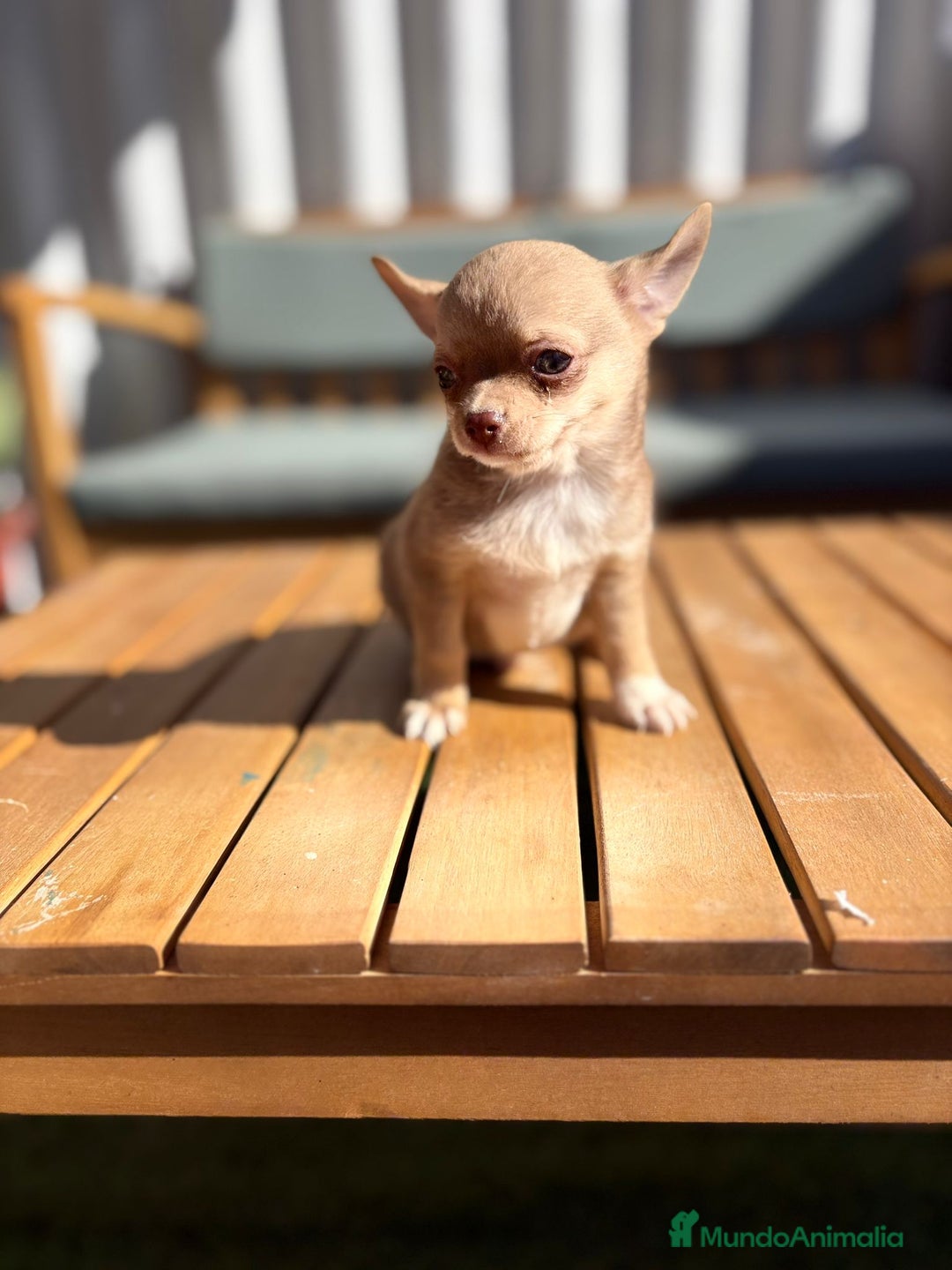Chihuahua perros en venta: Chihuahua Toy Rusos - Imagen 14