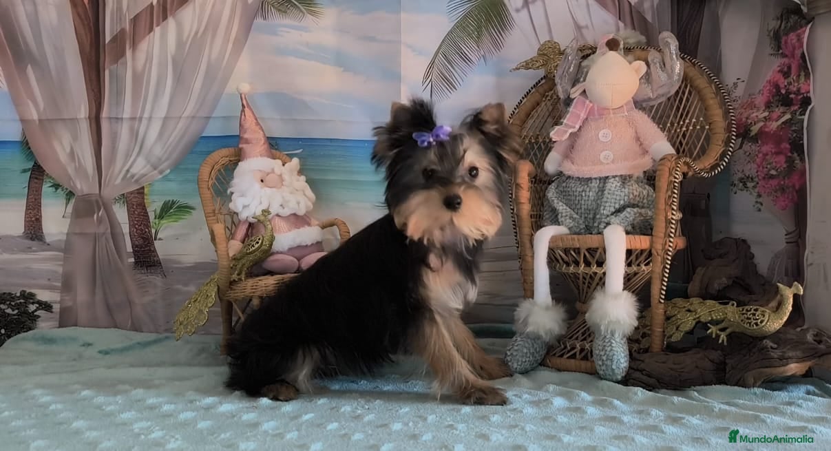 Yorkshire Terrier perros Yorkshire terrier  - Anuncio 1