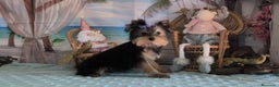 Yorkshire Terrier perros en venta: Yorkshire terrier  - Anuncio 1