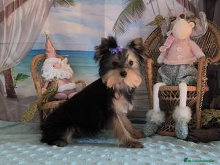 Yorkshire Terrier perros Yorkshire terrier - Anuncio 1