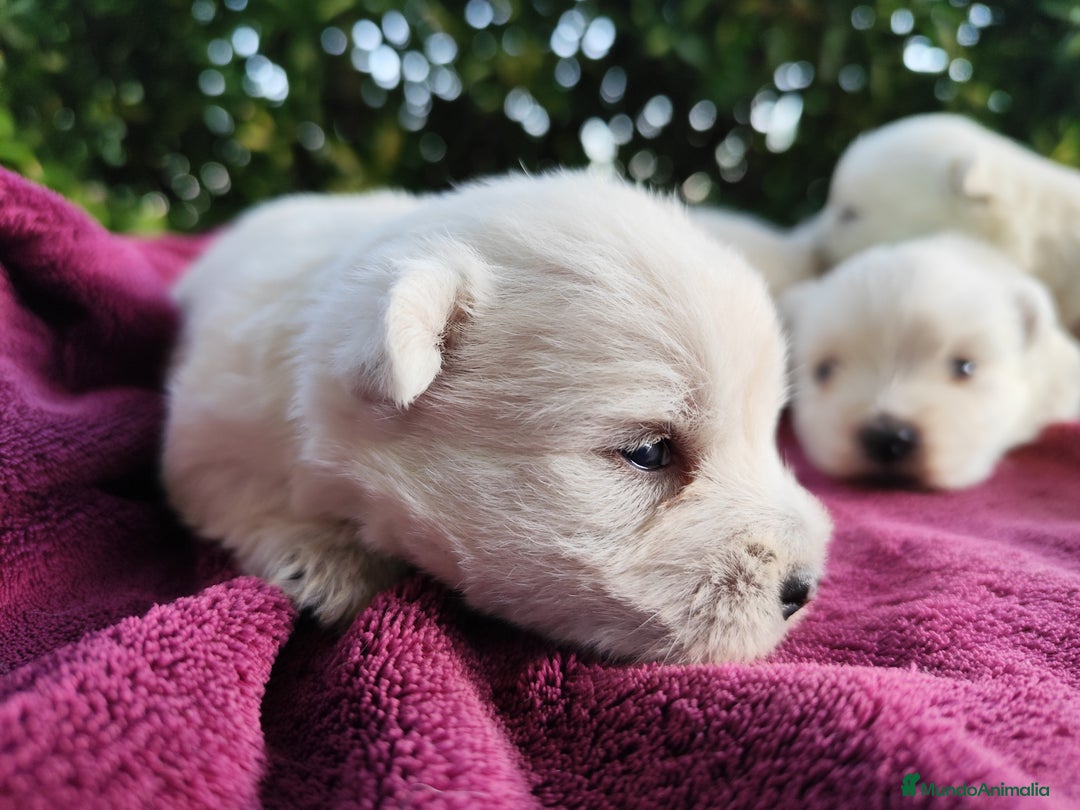 West Highland White Terrier perros en venta: West highlights White Terrier  - Imagen 4