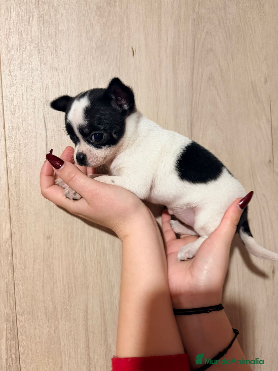 Chihuahua perros en venta: Hembra de chihuahua - Anuncio 2