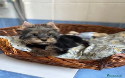 Yorkshire Terrier perros en venta: Yorkshire toy hembra disponible  - Imagen 6