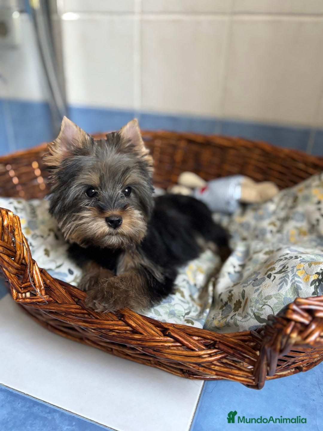 Yorkshire Terrier perros en venta: Yorkshire toy hembra disponible  - Imagen 6