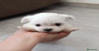 Bichón Maltés perros - Propaganda 4