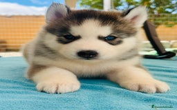 Husky Siberiano perros en venta: Cachorro husky - Imagen 9