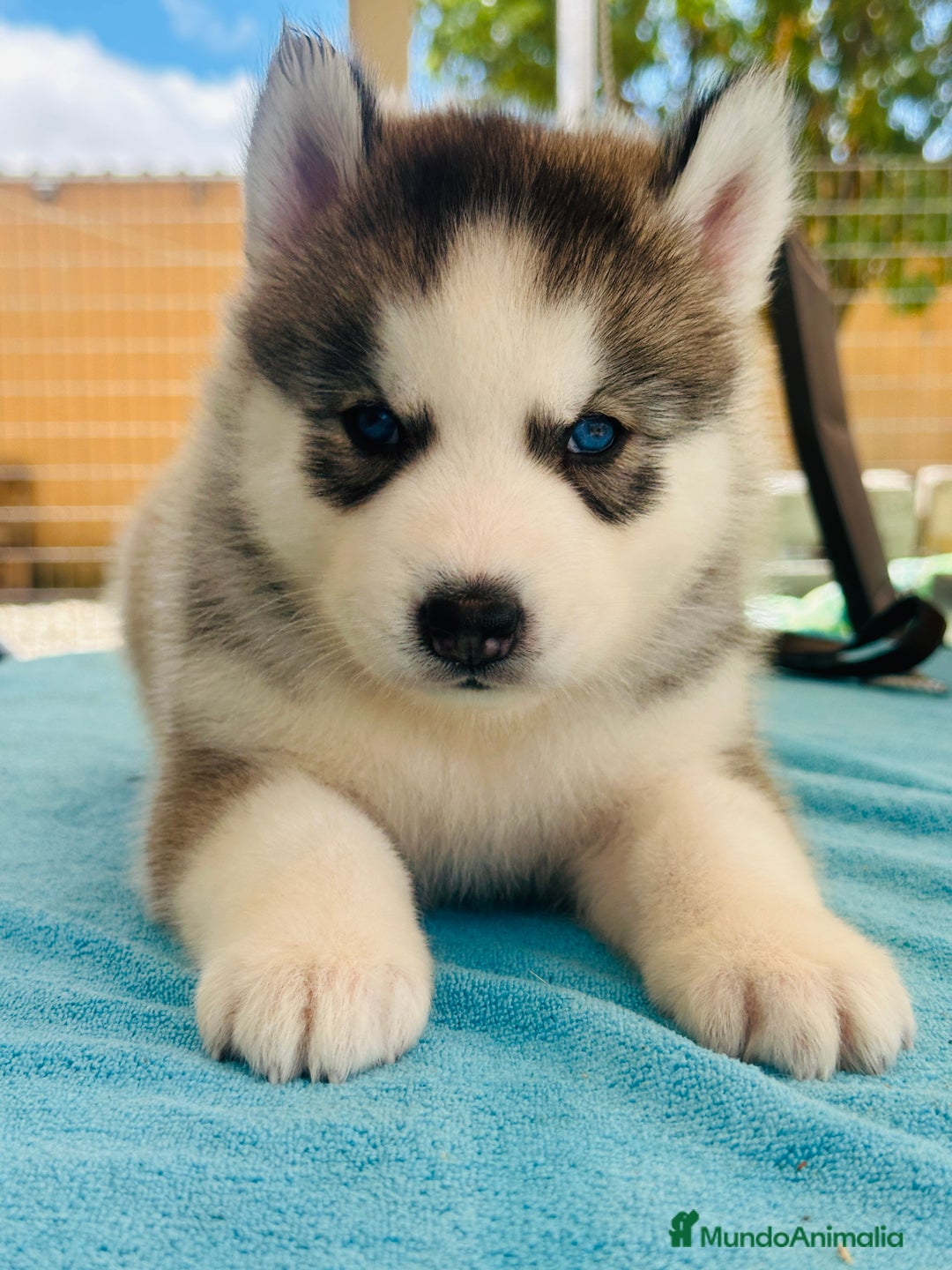Husky Siberiano perros en venta: Cachorro husky - Imagen 9