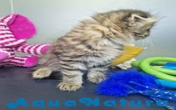 Scottish Fold gatos en venta: Scottish Fold Longhair Macho 7726 AQUANATURA - Imagen 7