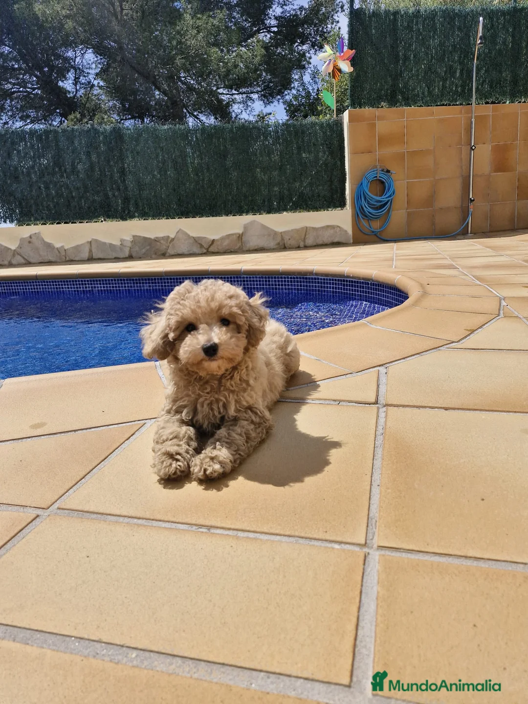 Caniche Enano perros en venta: Caniches preciosos en Barcelona - Anuncio 4