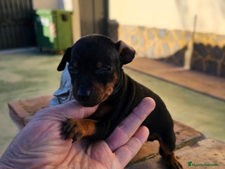 Pinscher Miniatura perros en Alicante - Anuncio 2