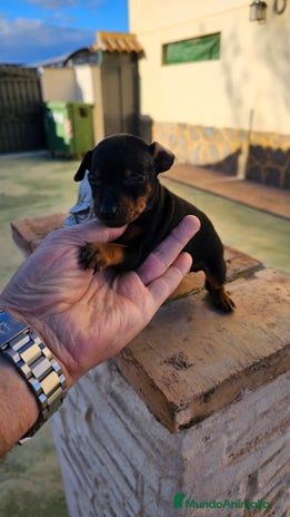 Pinscher Miniatura perros en Alicante - Anuncio 3