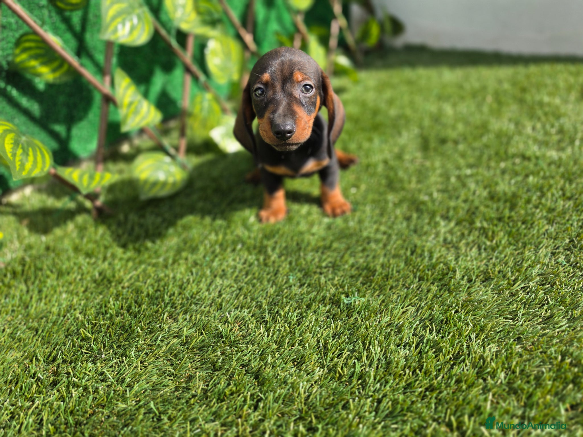 Teckel Miniatura perros TECKEL MINIATURA - Anuncio 2