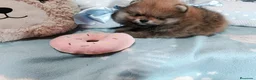 Pomerania perros en venta: Preciosos pomeranias alta calidad - Anuncio 1