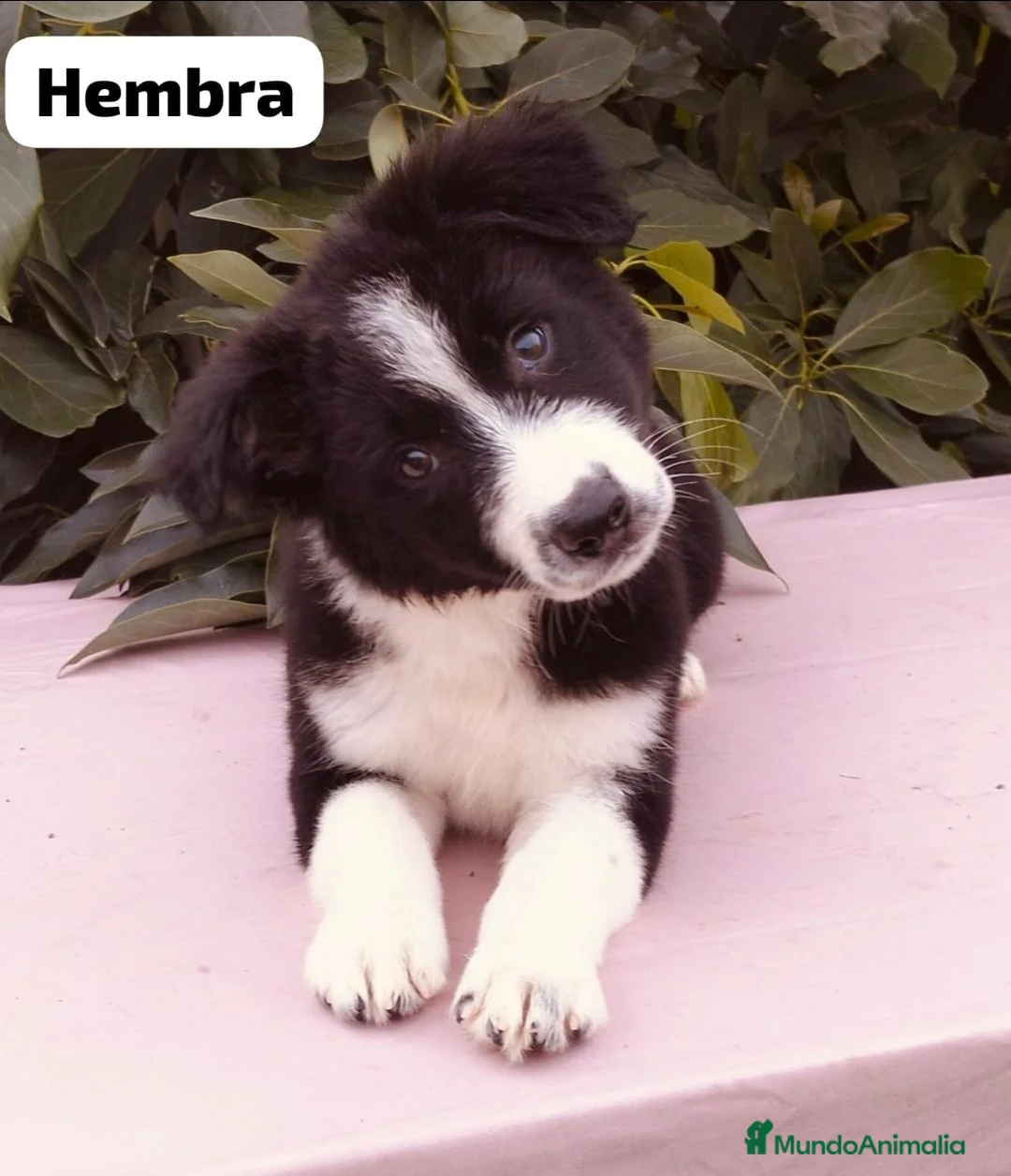 Border Collie perros en venta: Border collie  - Anuncio 2