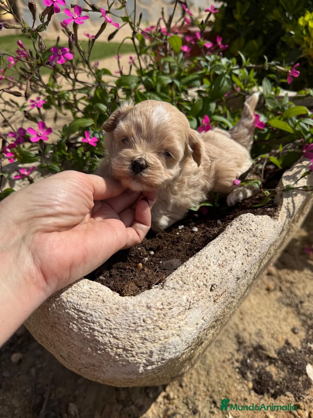 Maltipoo perros en venta: Maltipoo  - Anuncio 6
