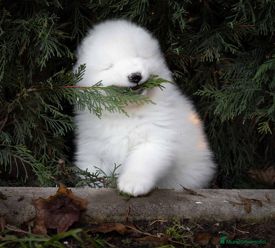 Samoyedo perros en venta: Camada Samoyedo - hembras disponibles  - Anuncio 5
