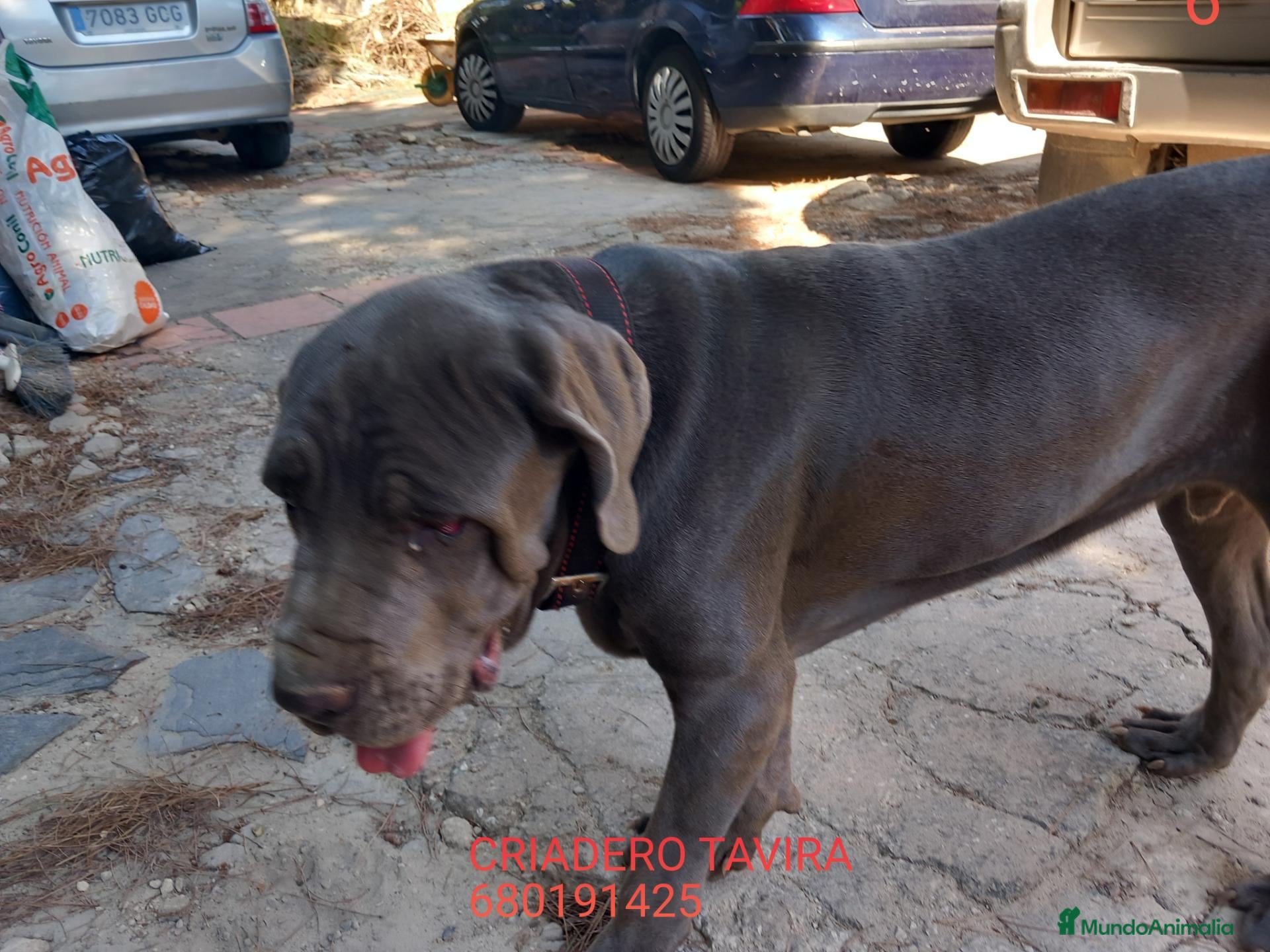 Mastín Napolitano perros Cachorrito precioso - Anuncio 1