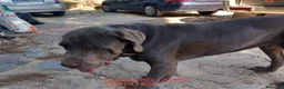 Mastín Napolitano perros en venta: Cachorrito precioso - Anuncio 1