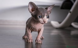 Sphynx gatos en venta: Sprinxt  - Imagen 4