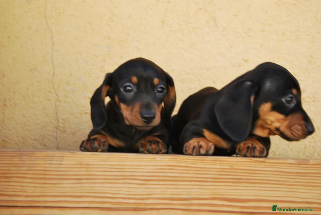 Teckel Miniatura perros en venta: Teckel Kaninchen / miniatura - Anuncio 3