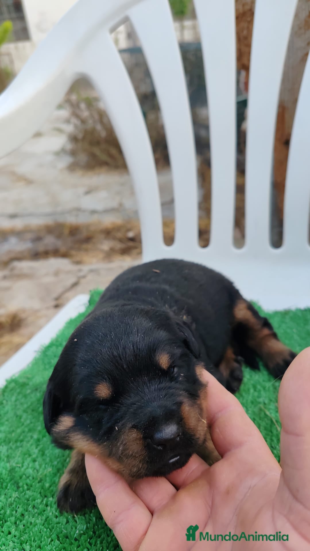 Rottweiler perros en venta: Camada de Rottwailer en Toledo - Anuncio 2