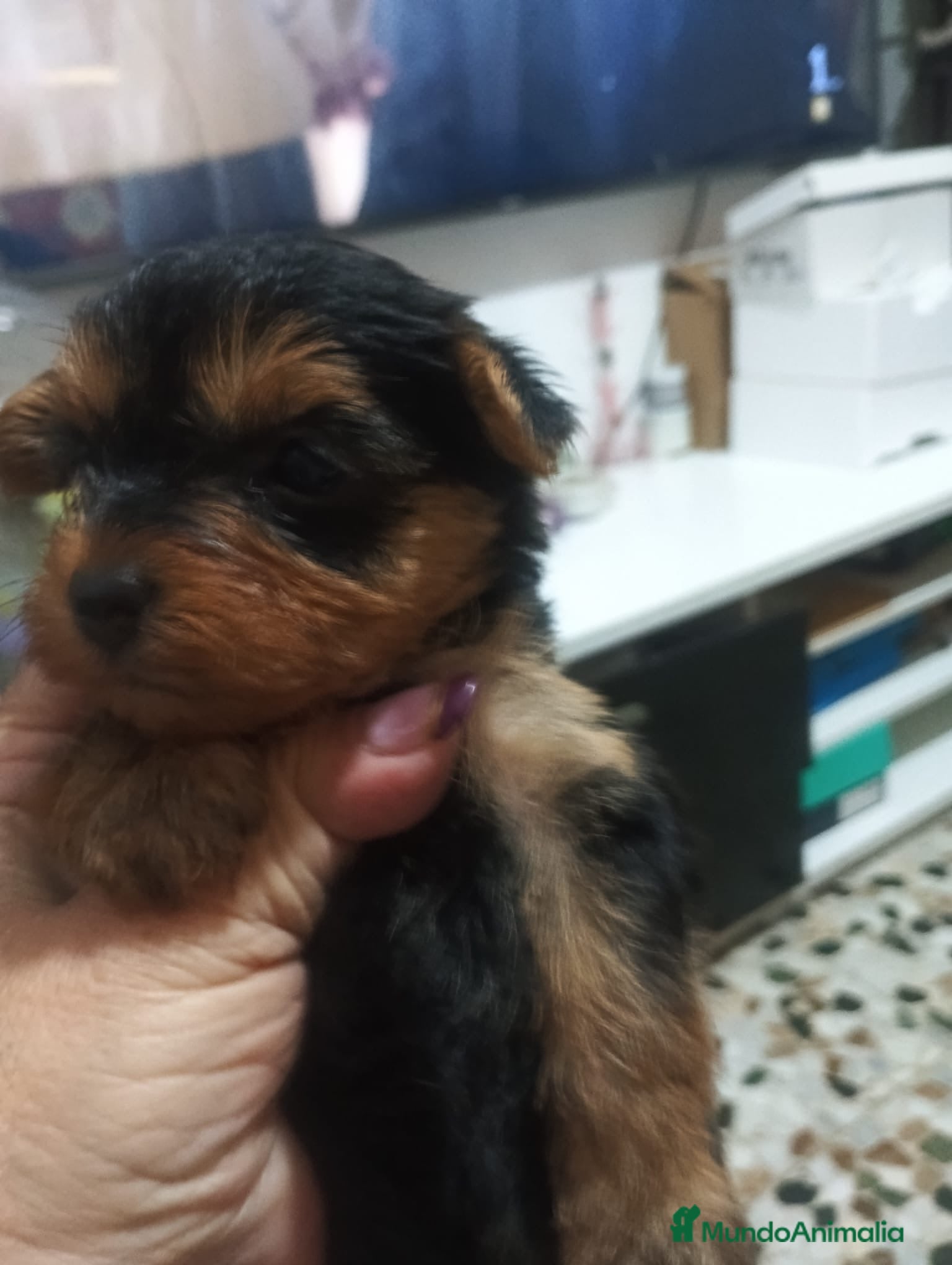 Yorkshire Terrier perros Yorkshire hembras disponibles  - Anuncio 1