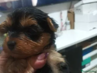 Yorkshire Terrier perros Yorkshire hembras disponibles - Anuncio 1