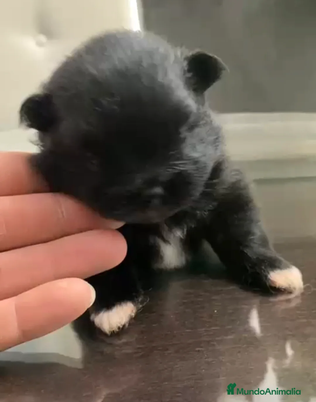 Pomerania perros en venta: Lulú de pomerania  - Anuncio 2