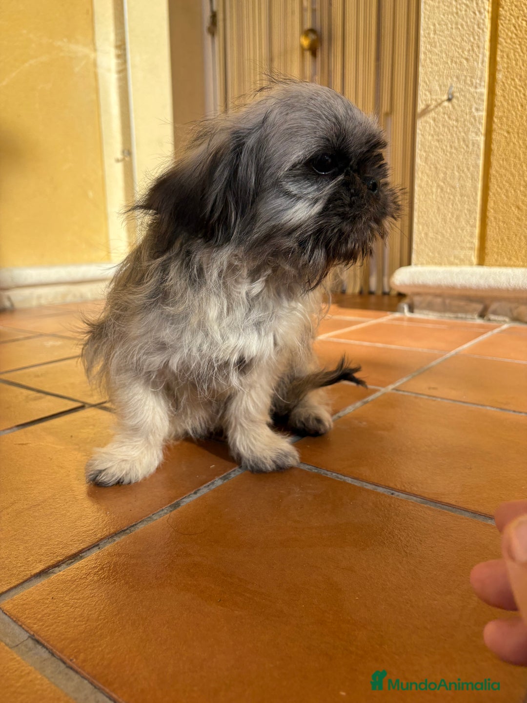 Pekinés perros en venta: Pekines imperial hembra preciosa  - Anuncio 27