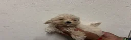 Maltipoo perros en venta: Maltipoo 628789235 - Anuncio 3