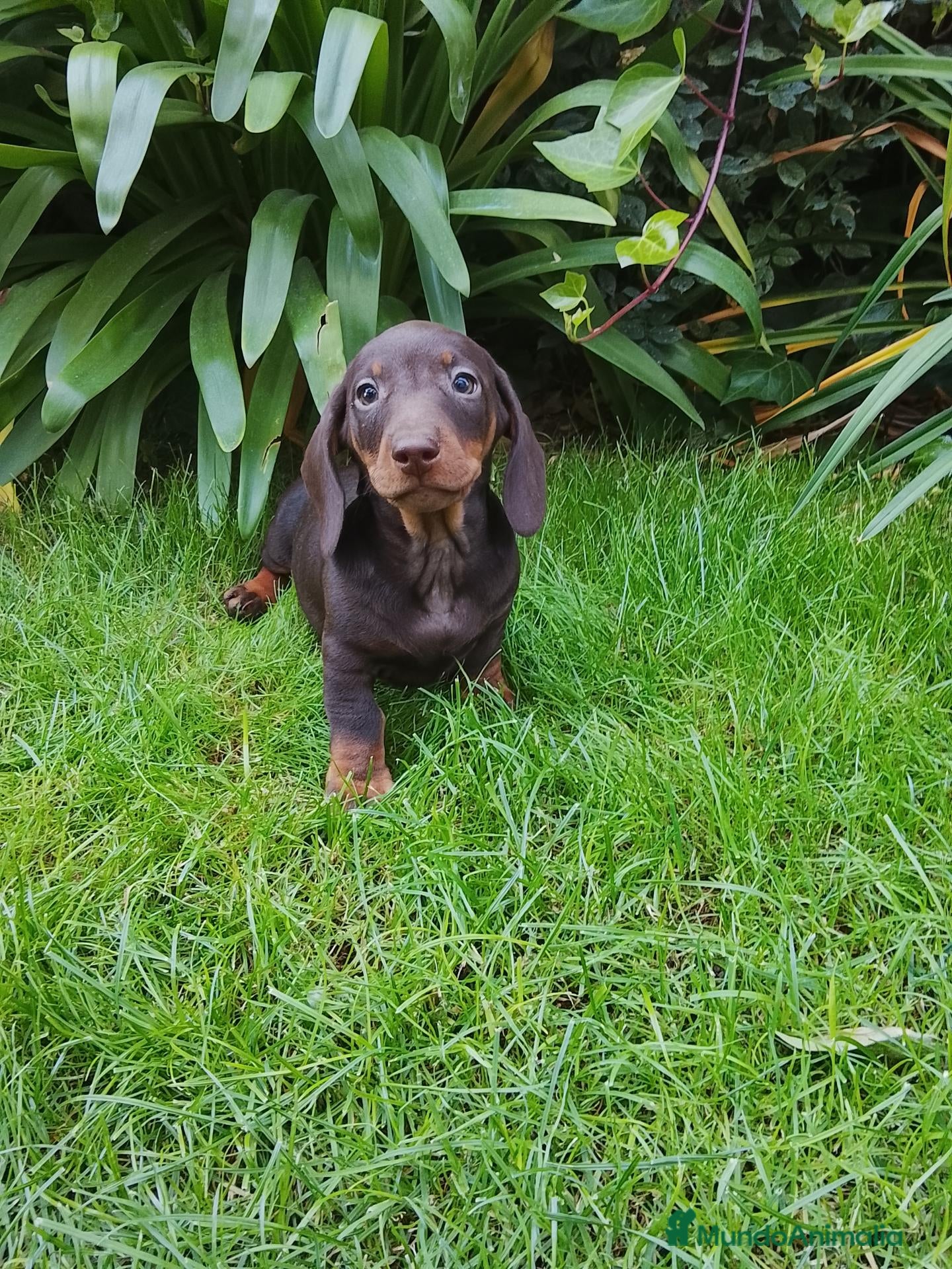 Teckel Miniatura perros Cachorros de teckel miniatura negro y chocolate  - Anuncio 1