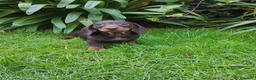 Teckel Miniatura perros en venta: Cachorros de teckel miniatura negro y chocolate  - Anuncio 1