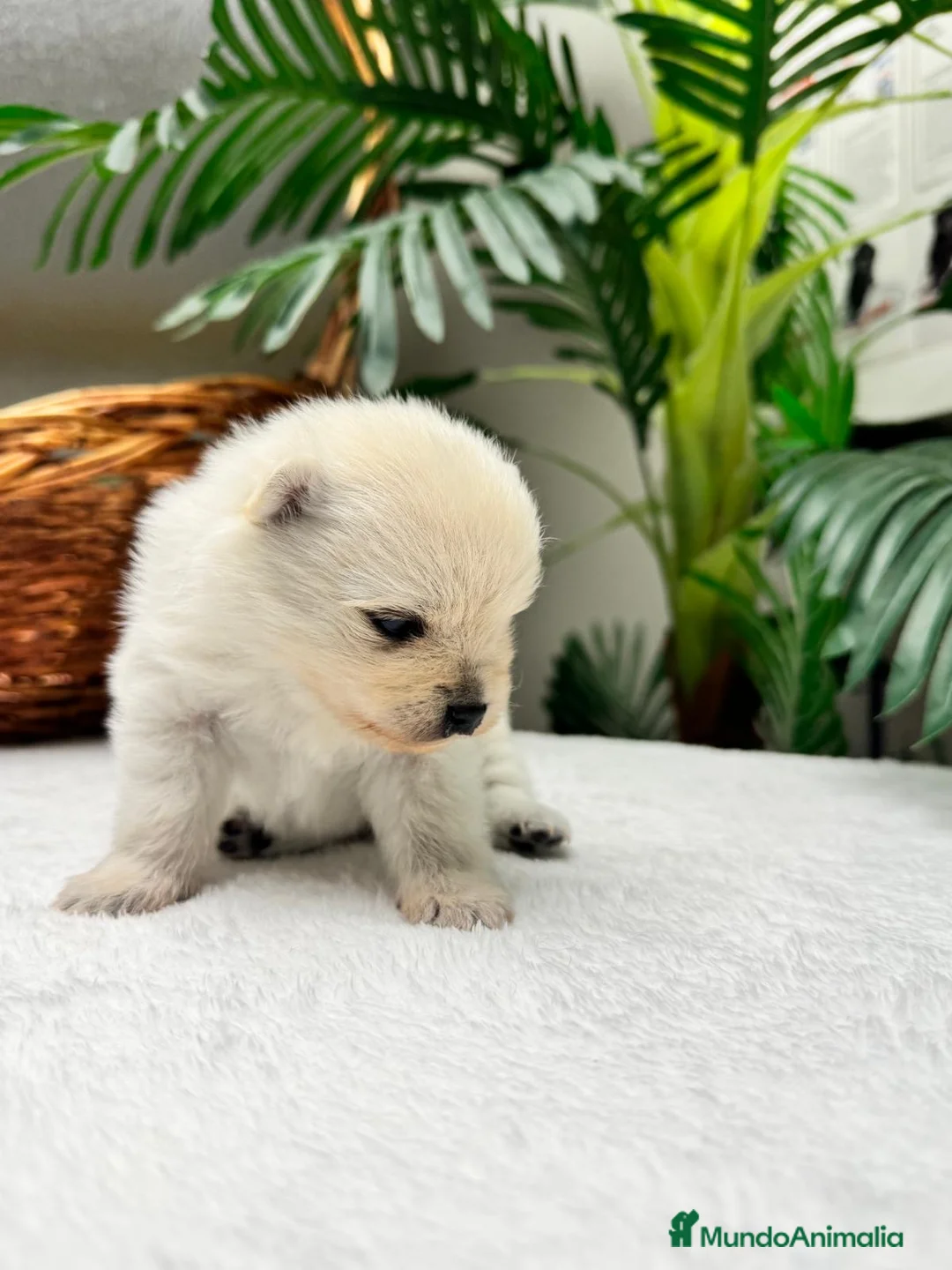 Pomerania perros en venta: POMERANIA  - Anuncio 2