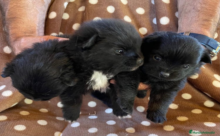 Pomerania perros - Propaganda 4