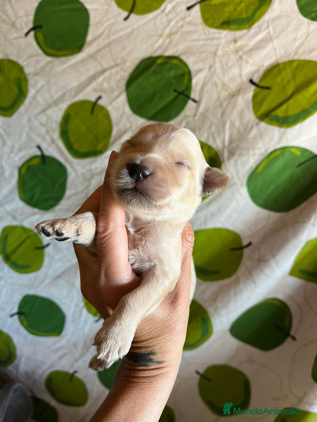 Goldendoodle perros en venta: Goldendoodle f1 - Imagen 3