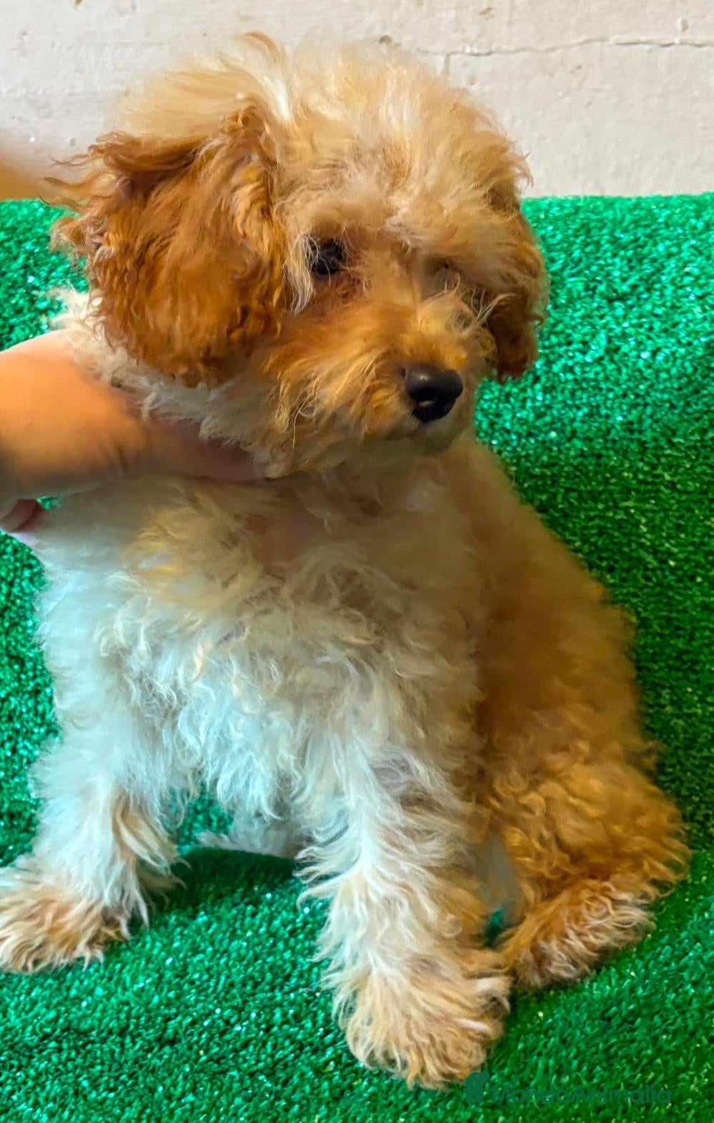 Caniche Toy perros en venta: Caniche toy!!! Hembra apricot intenso - Anuncio 3